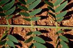 Leucaena leucocephala