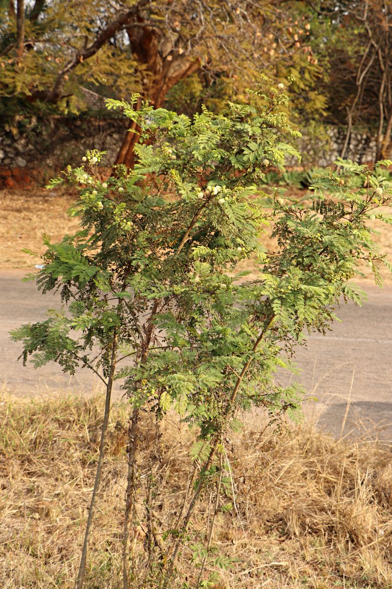 Leucaena leucocephala