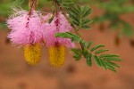 Dichrostachys cinerea