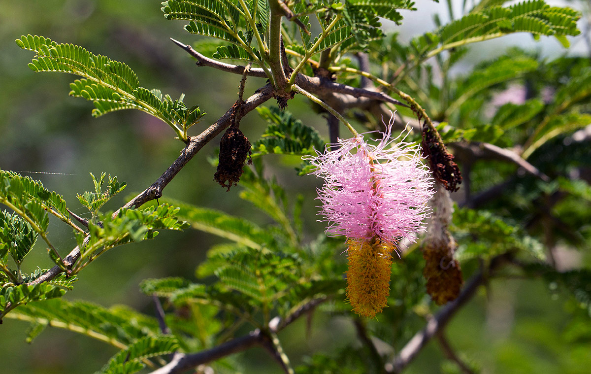 Dichrostachys cinerea