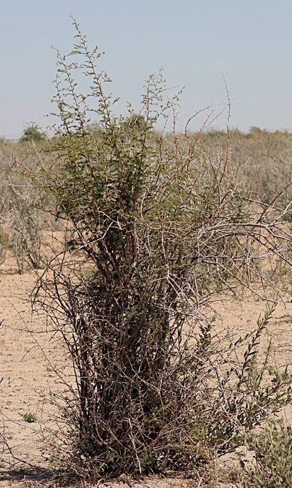 Dichrostachys cinerea Dichrostachys cinerea