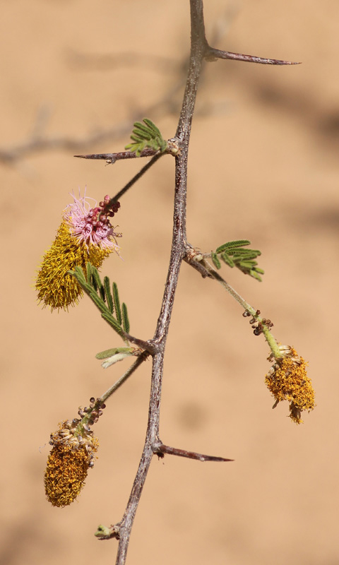 Dichrostachys cinerea Dichrostachys cinerea