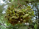 Dichrostachys cinerea