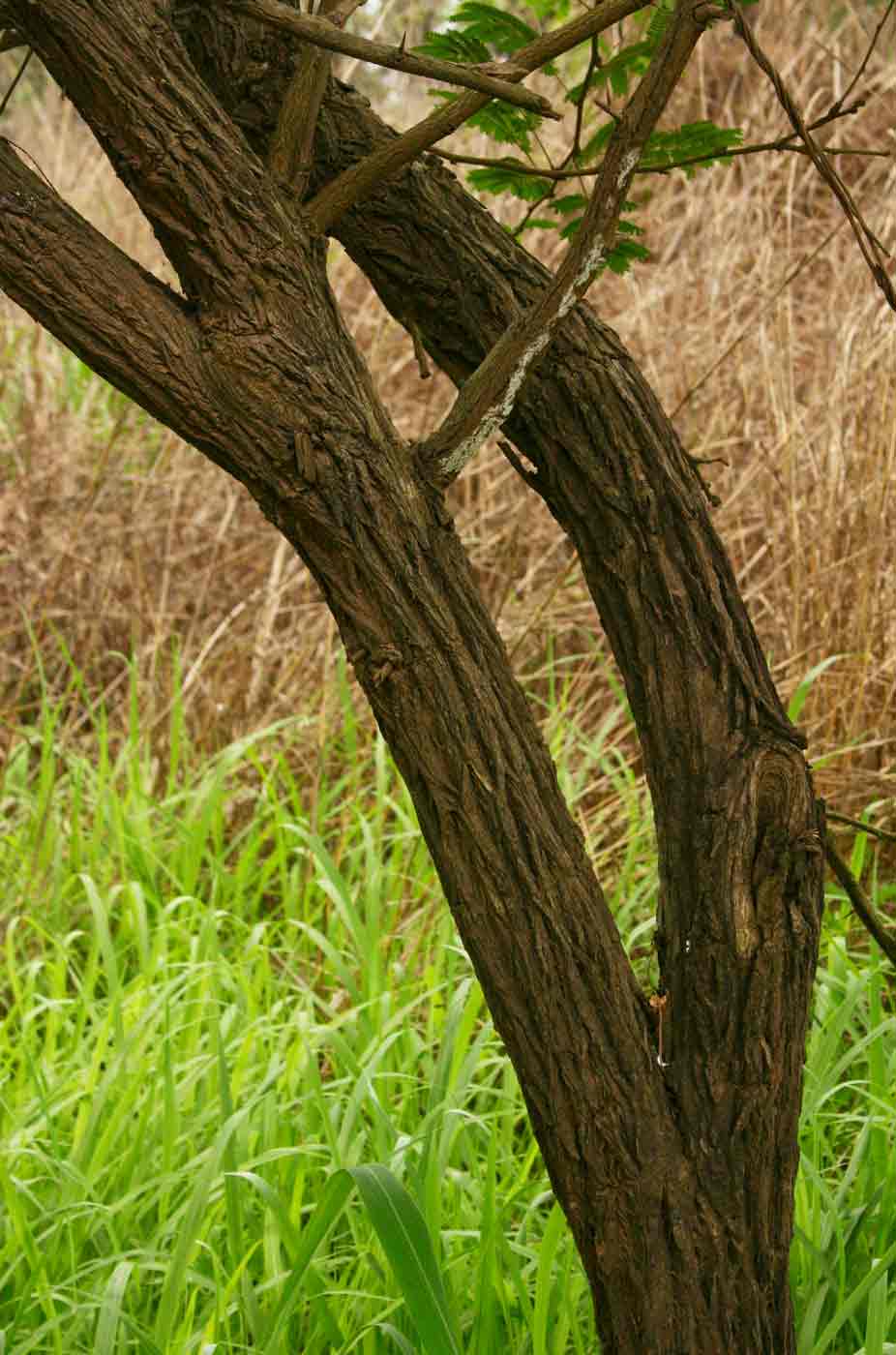 Dichrostachys cinerea