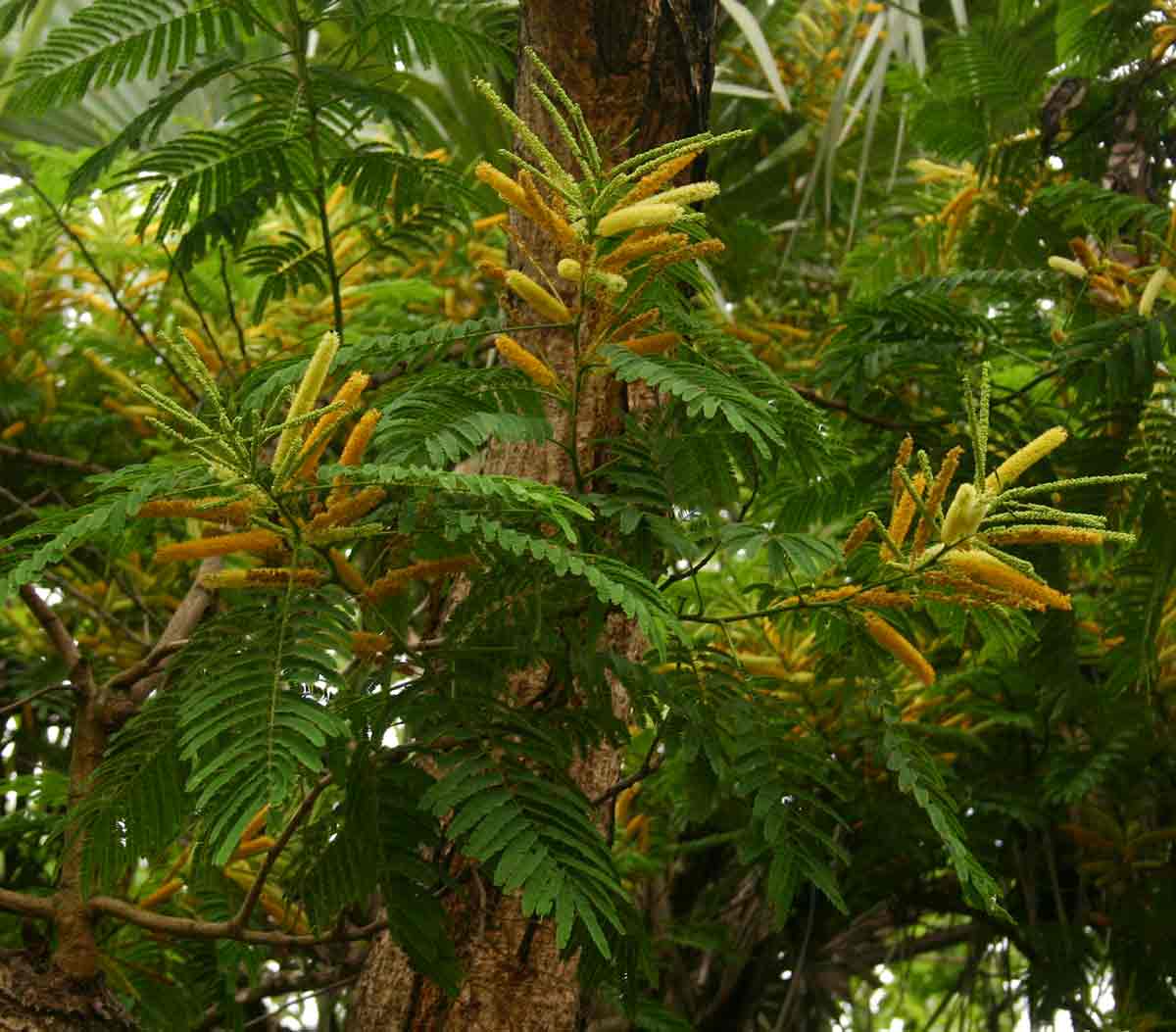 Entada abyssinica Entada abyssinica
