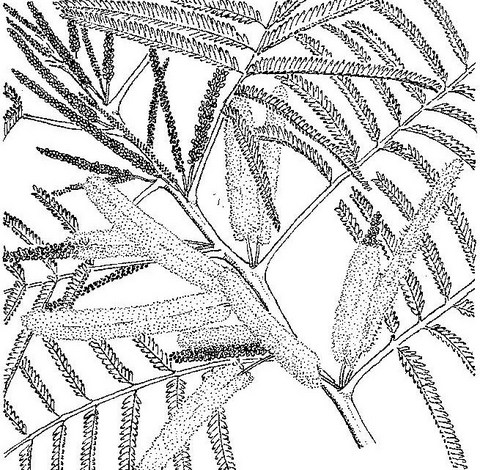 Entada abyssinica Entada abyssinica