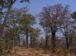 Colophospermum mopane