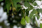Colophospermum mopane