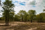 Colophospermum mopane