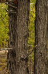 Colophospermum mopane