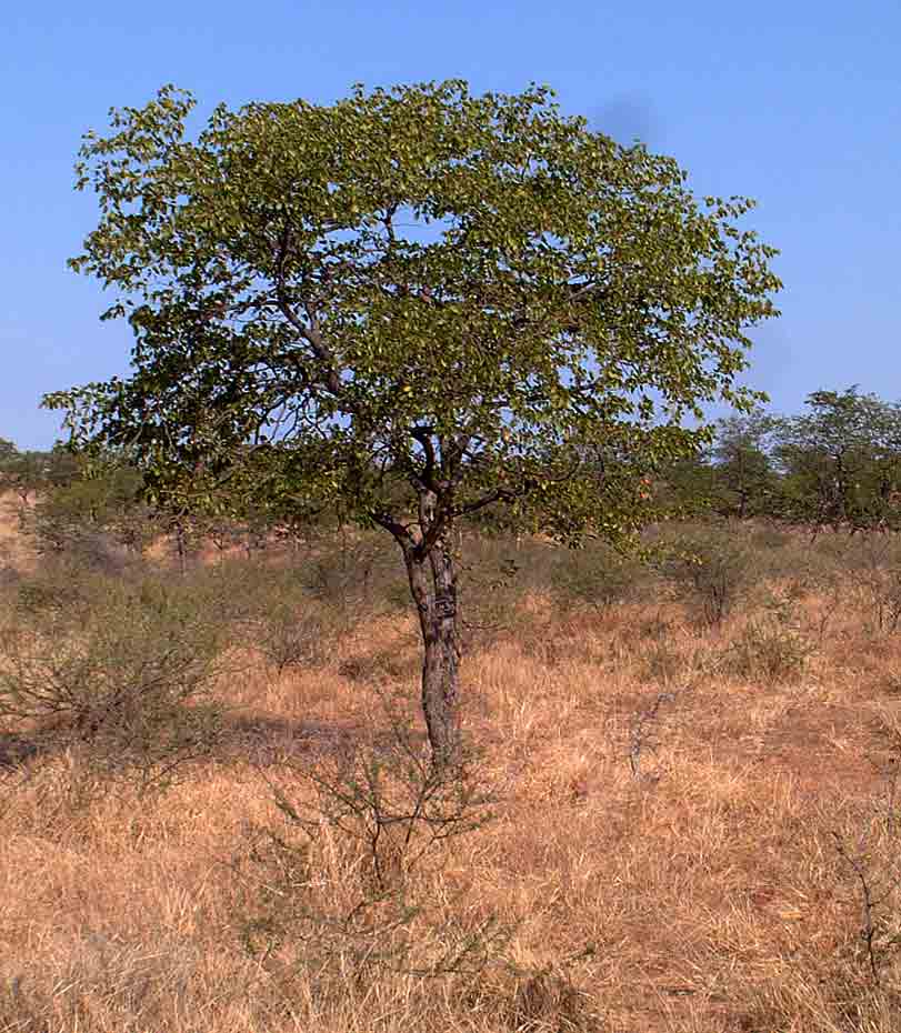 Colophospermum mopane Colophospermum mopane