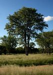 Colophospermum mopane