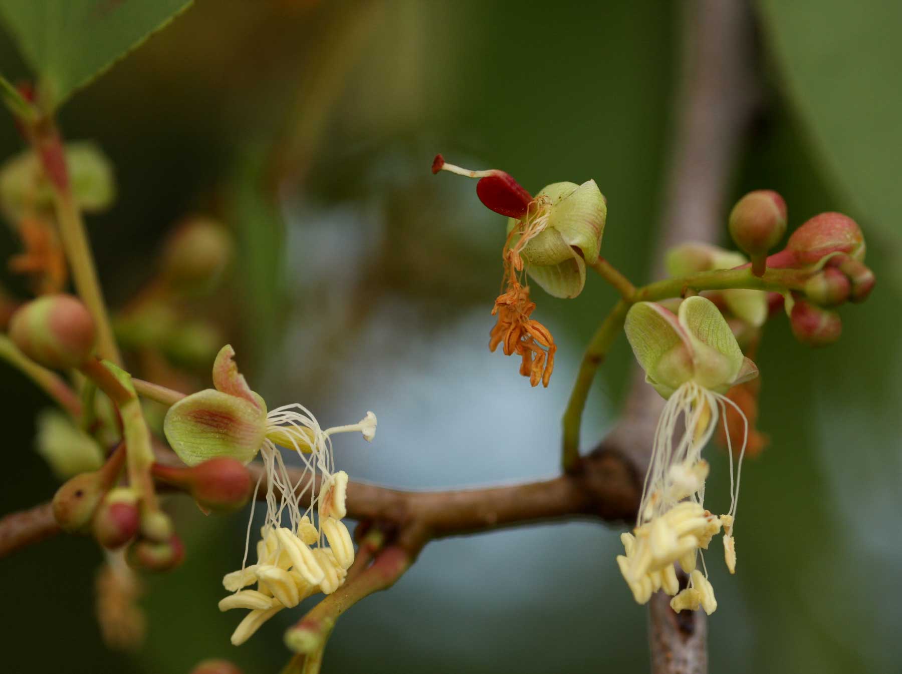 Colophospermum mopane Colophospermum mopane