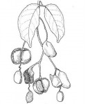 Guibourtia coleosperma