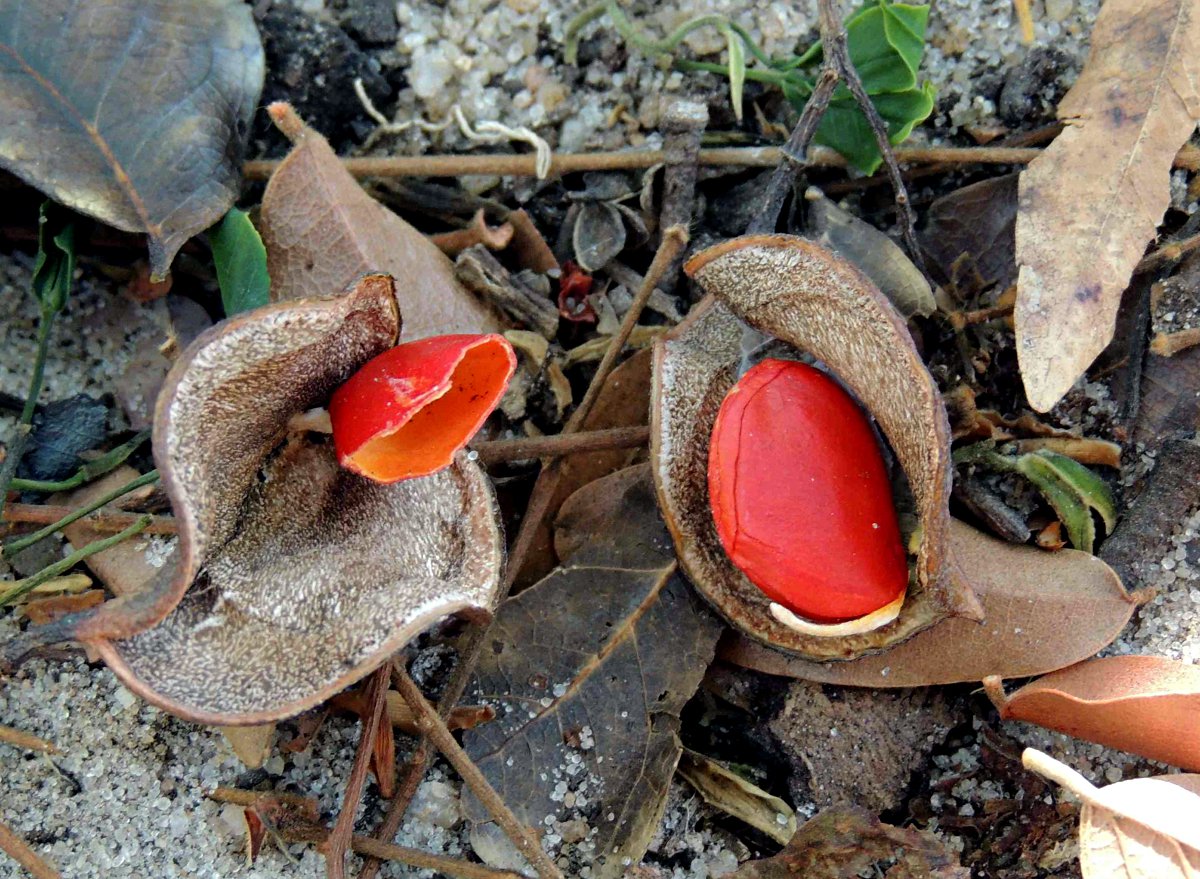 Guibourtia coleosperma Guibourtia coleosperma