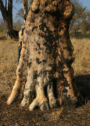 Guibourtia coleosperma Guibourtia coleosperma