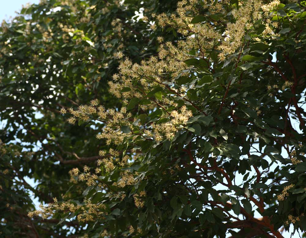 Guibourtia coleosperma Guibourtia coleosperma