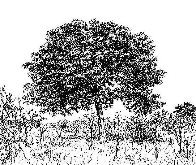 Afzelia quanzensis Afzelia quanzensis