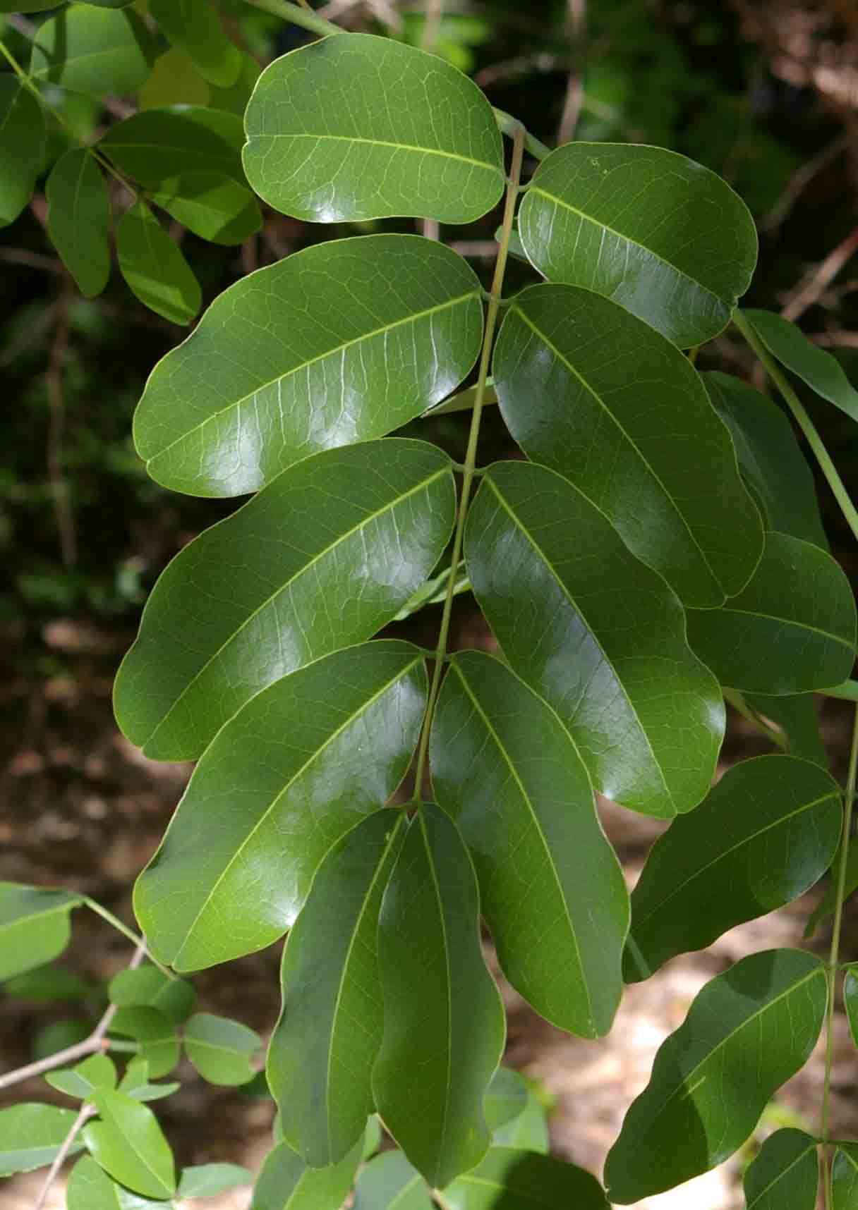 Afzelia quanzensis