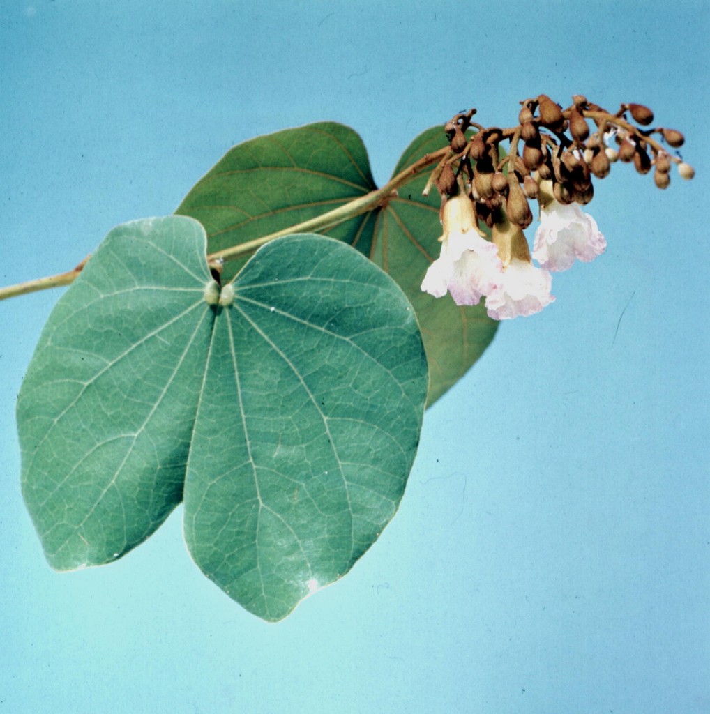 Piliostigma thonningii Piliostigma thonningii