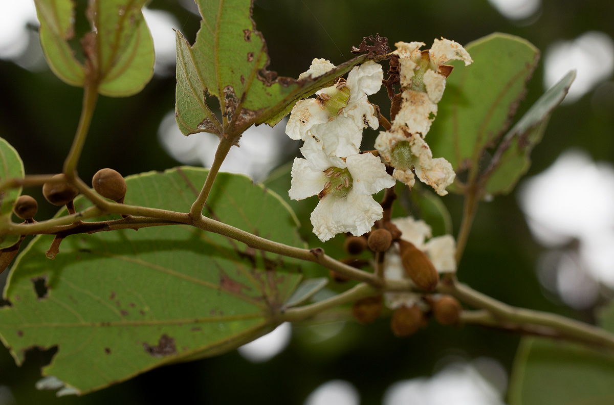 Piliostigma thonningii Piliostigma thonningii