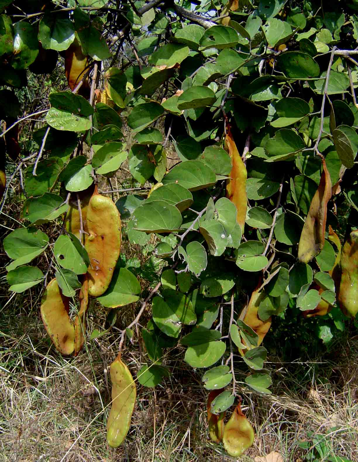 Piliostigma thonningii Piliostigma thonningii