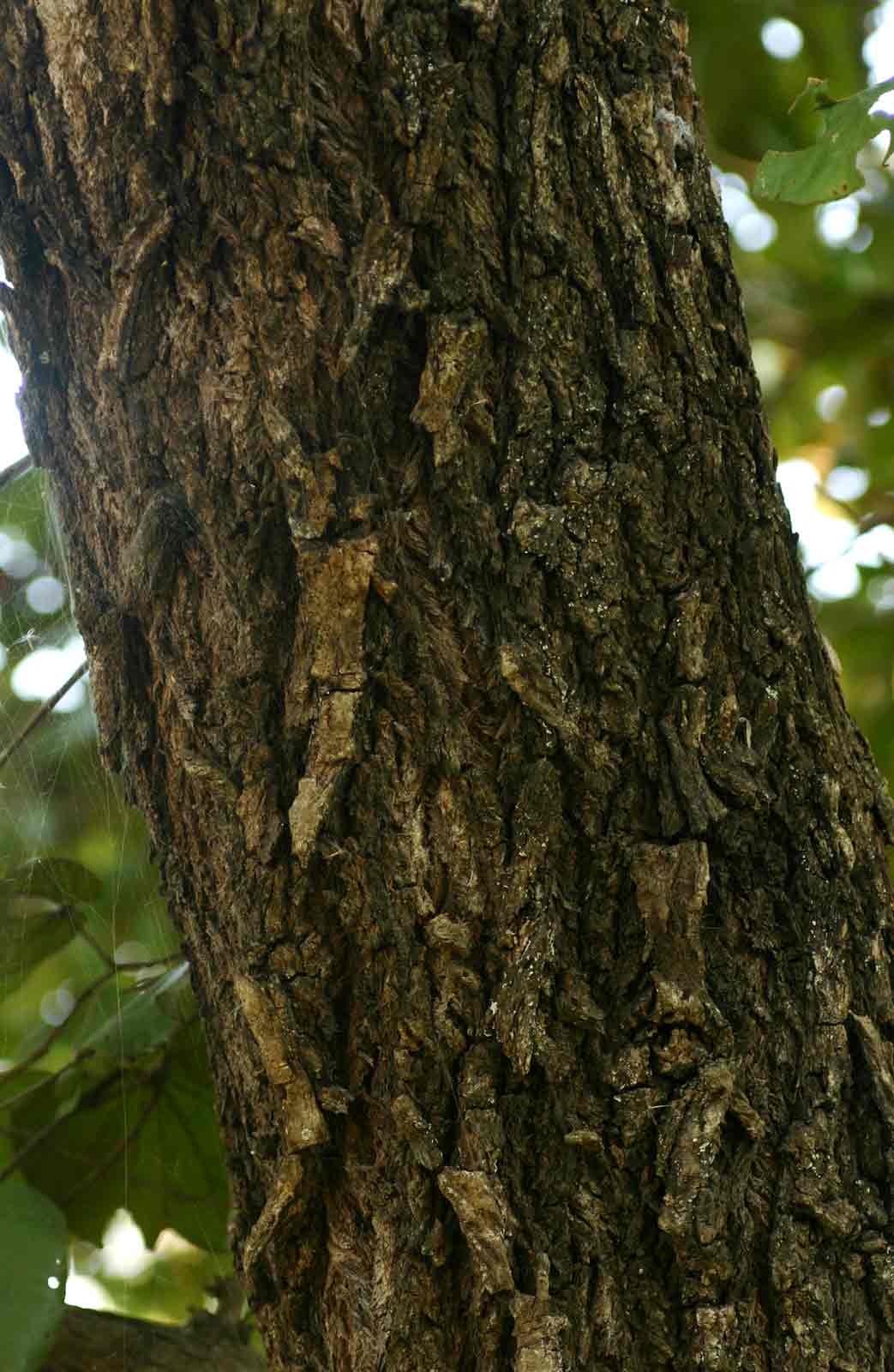 Piliostigma thonningii Piliostigma thonningii