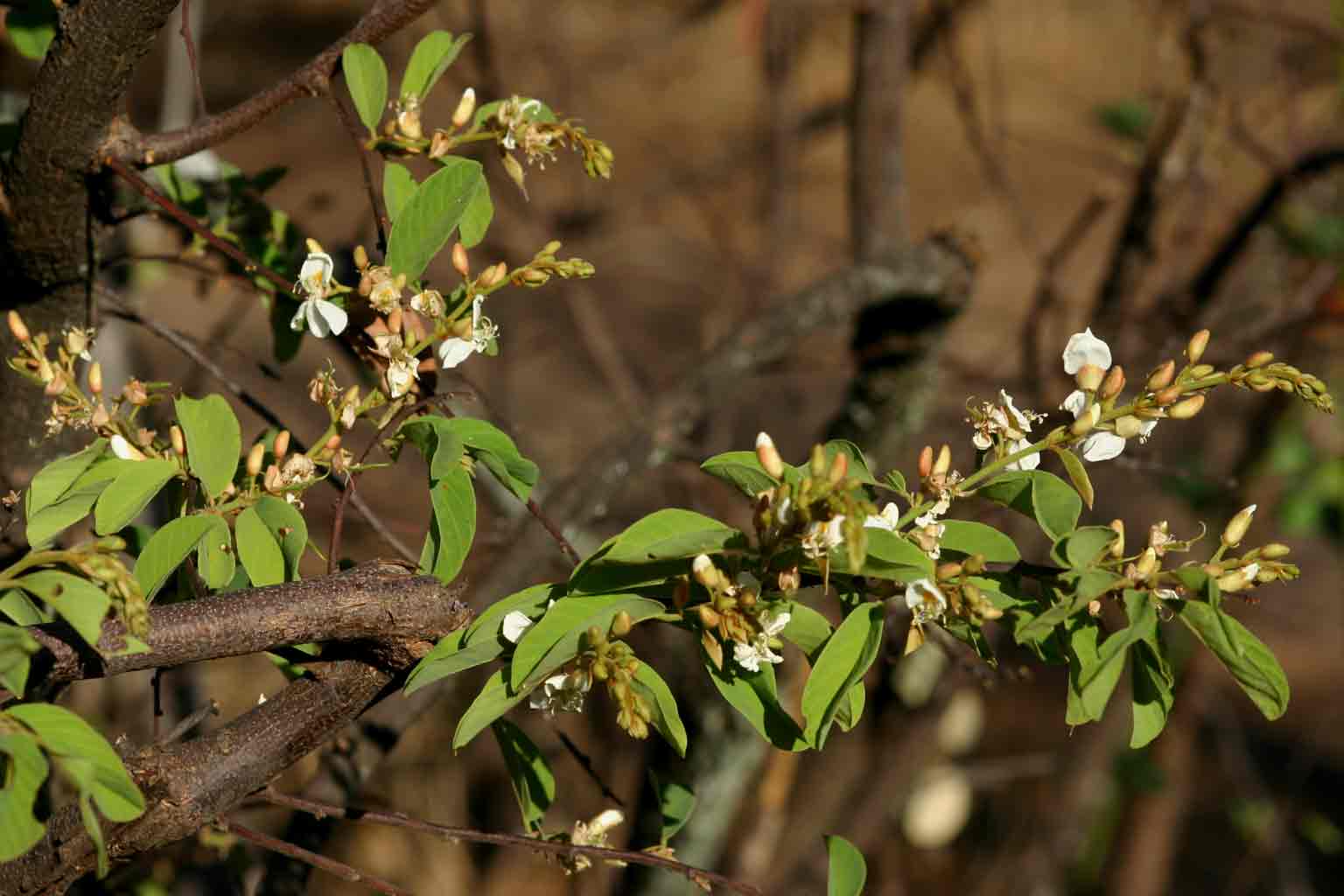 Baphia massaiensis subsp. obovata var. obovata Baphia massaiensis subsp. obovata var. obovata
