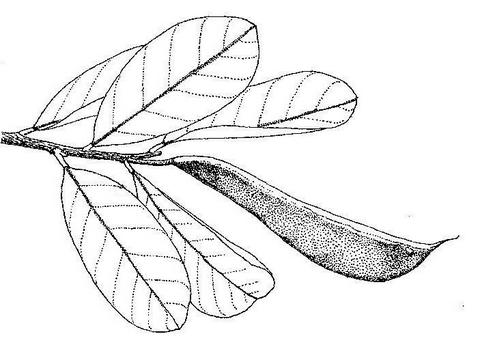 Baphia massaiensis subsp. obovata var. obovata Baphia massaiensis subsp. obovata var. obovata