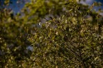 Baphia massaiensis subsp. obovata var. obovata