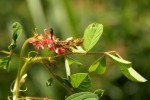 Indigofera hirsuta