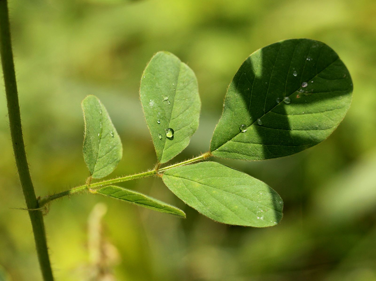 Indigofera hirsuta