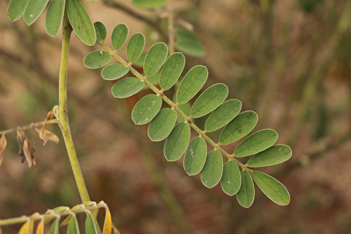 Tephrosia vogelii