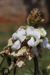 Tephrosia vogelii