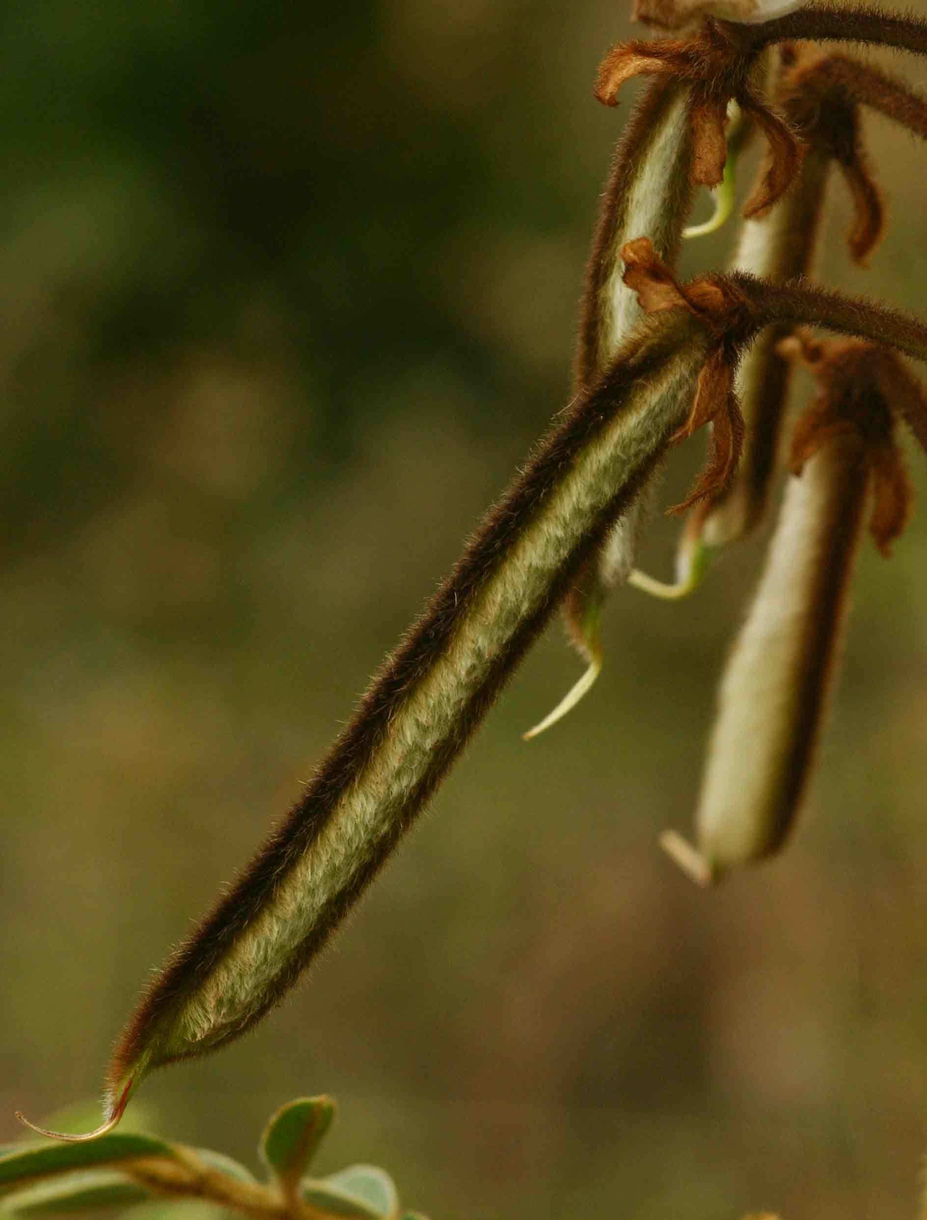 Tephrosia vogelii
