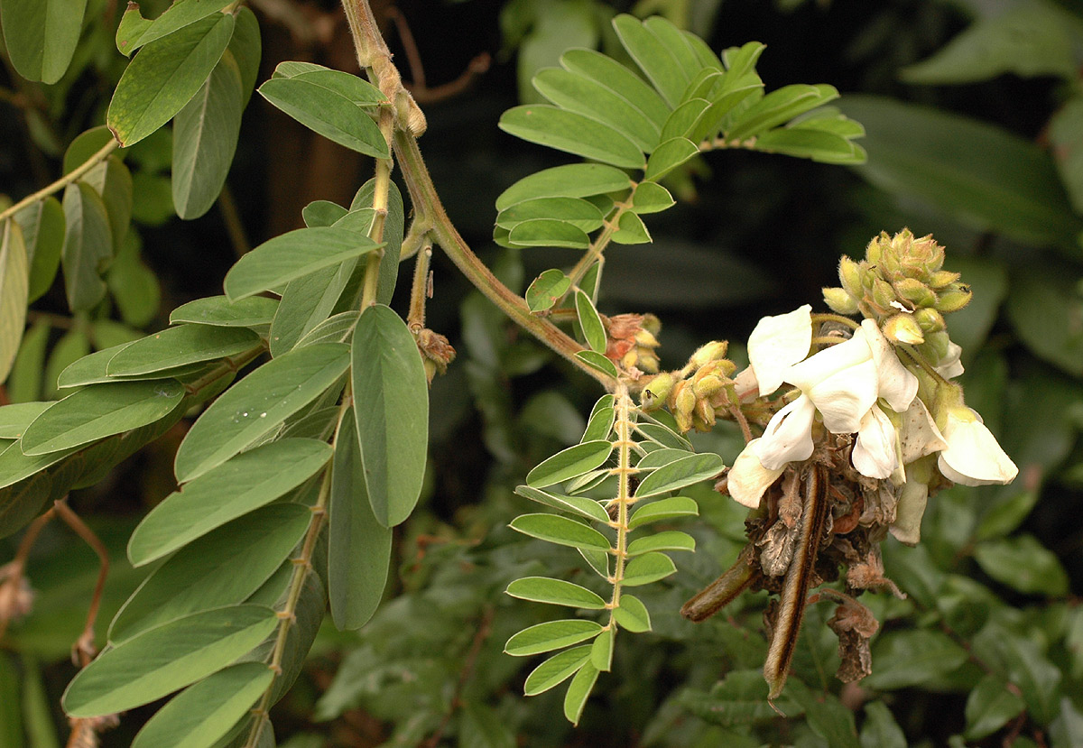 Tephrosia vogelii