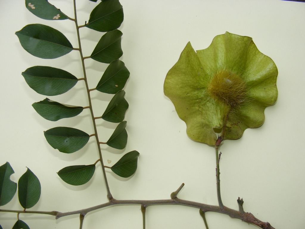 Pterocarpus angolensis Pterocarpus angolensis