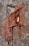 Pterocarpus angolensis