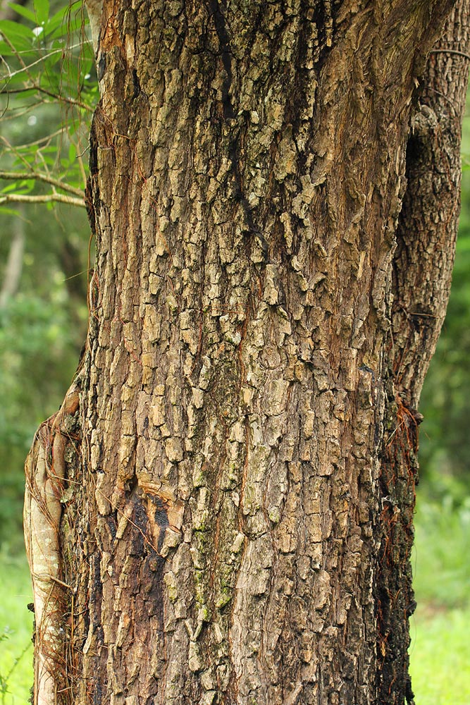 Pterocarpus angolensis