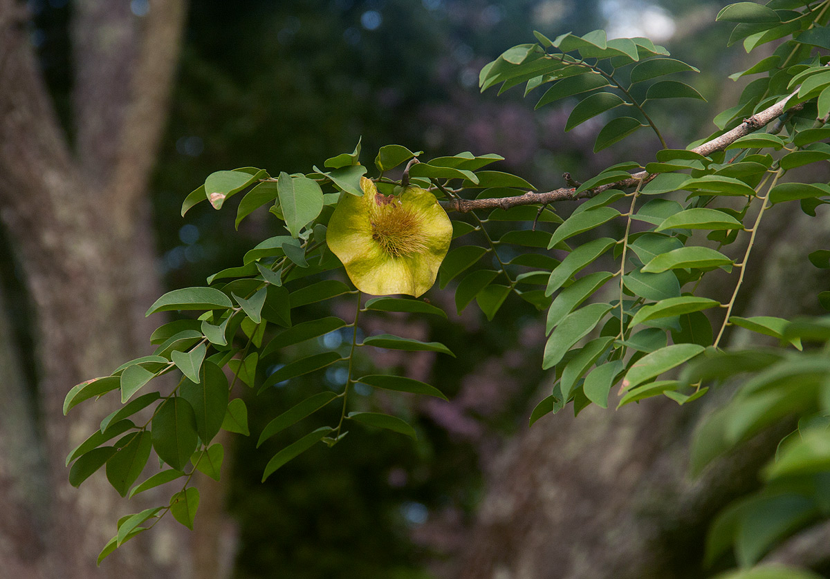 Pterocarpus angolensis