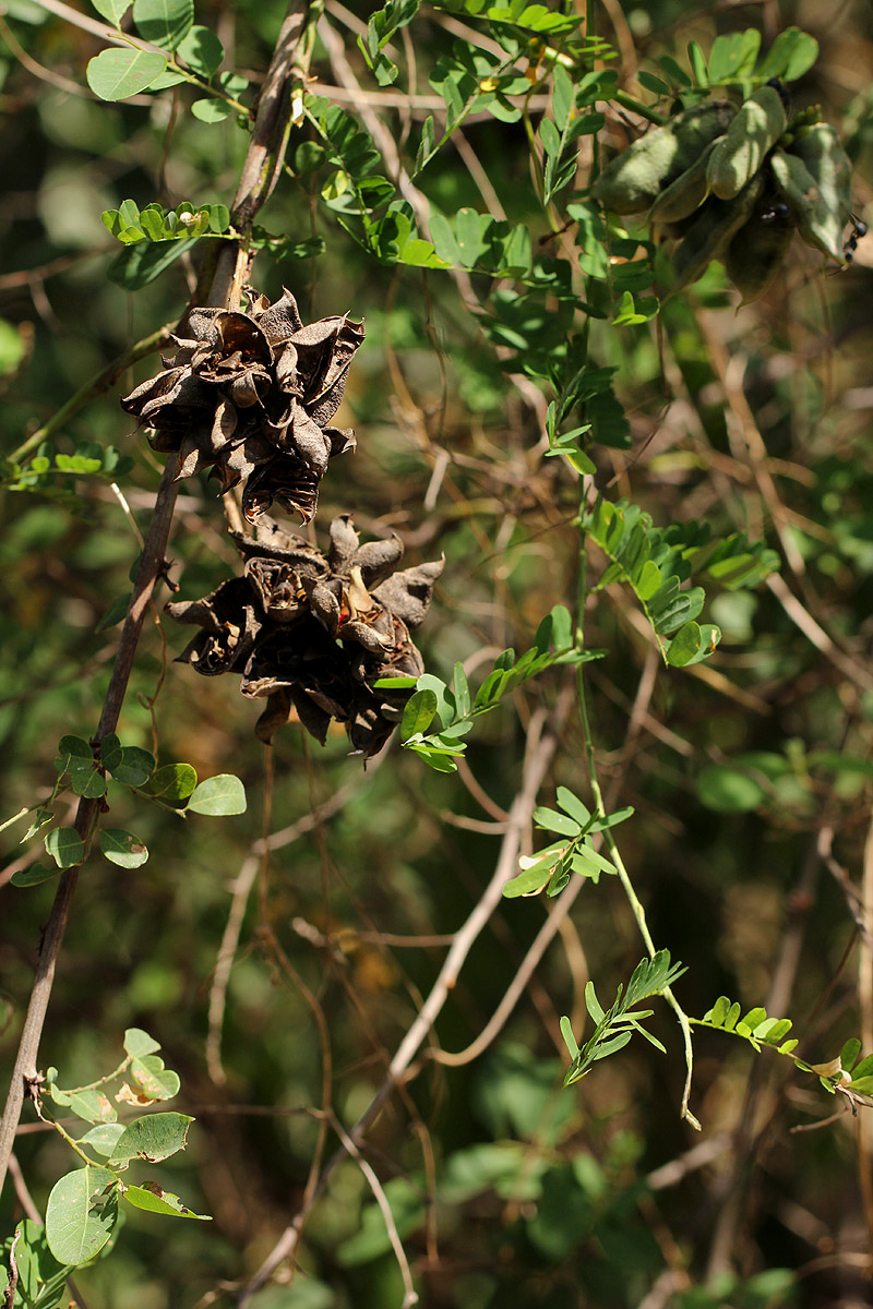 Abrus precatorius subsp. africanus Abrus precatorius subsp. africanus