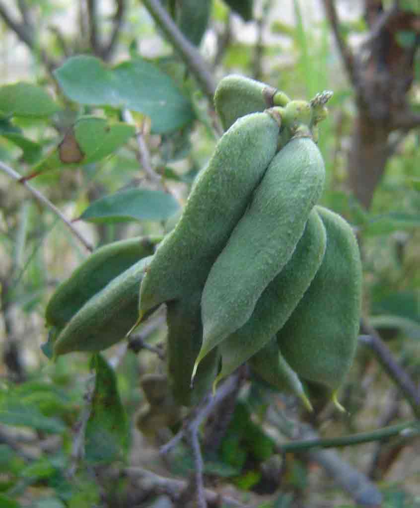 Abrus precatorius subsp. africanus Abrus precatorius subsp. africanus