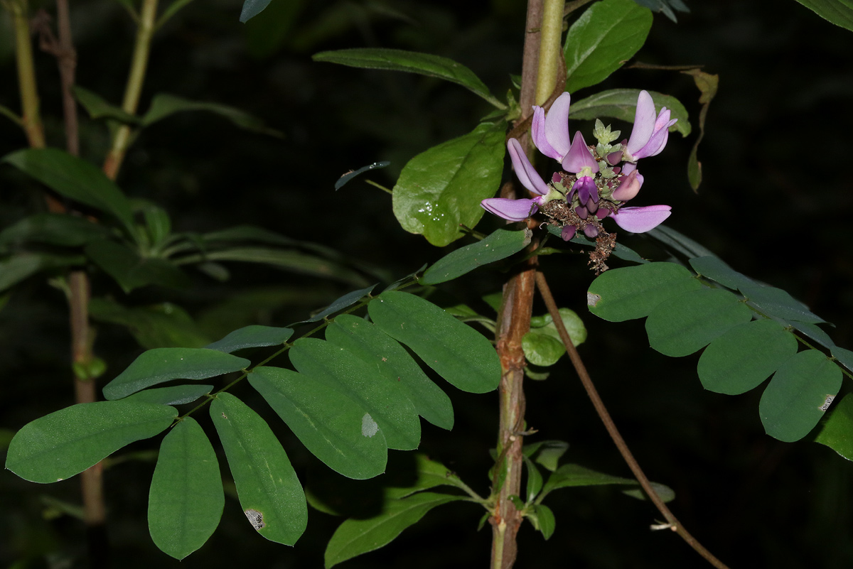 Abrus precatorius subsp. africanus