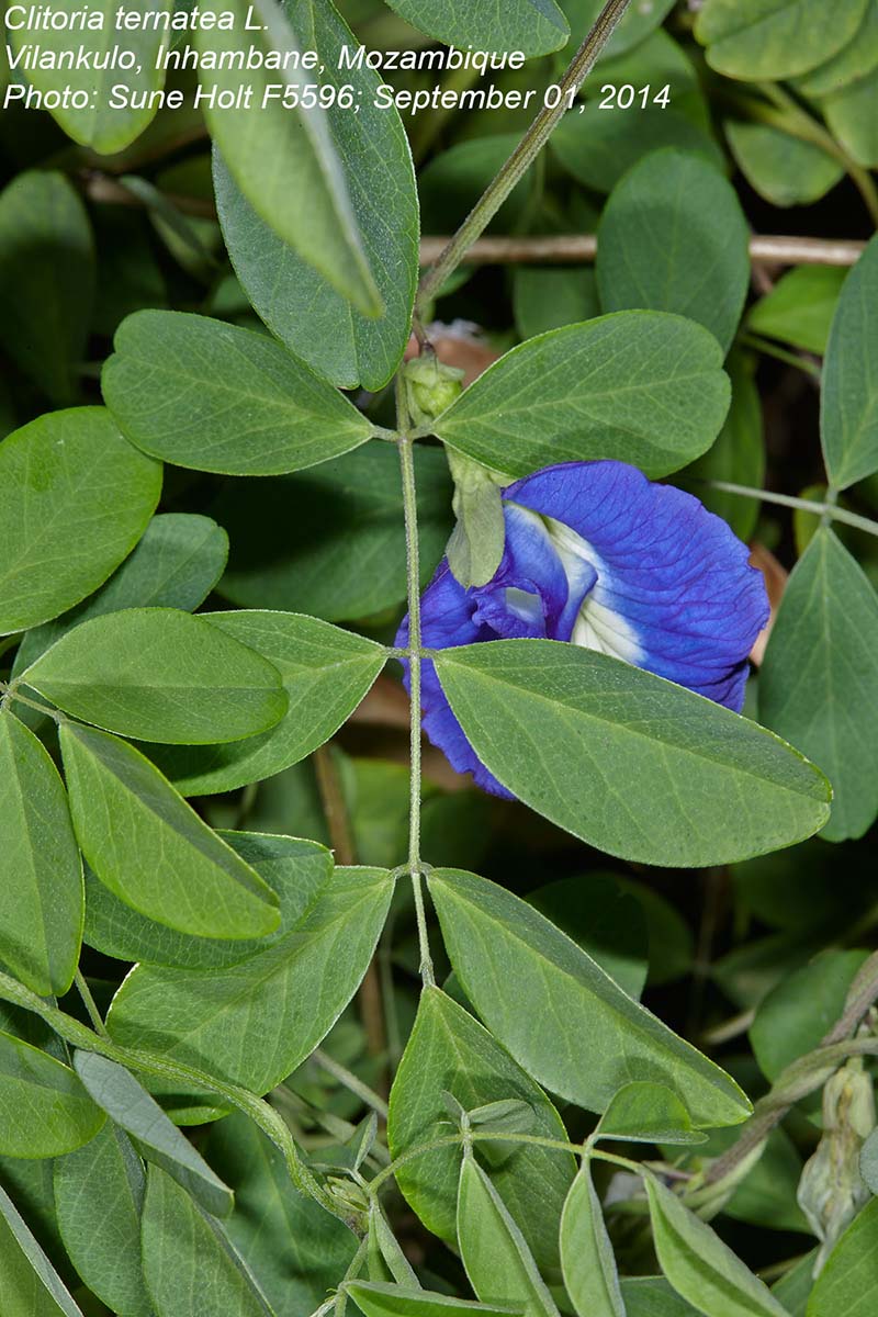 Clitoria ternatea Clitoria ternatea