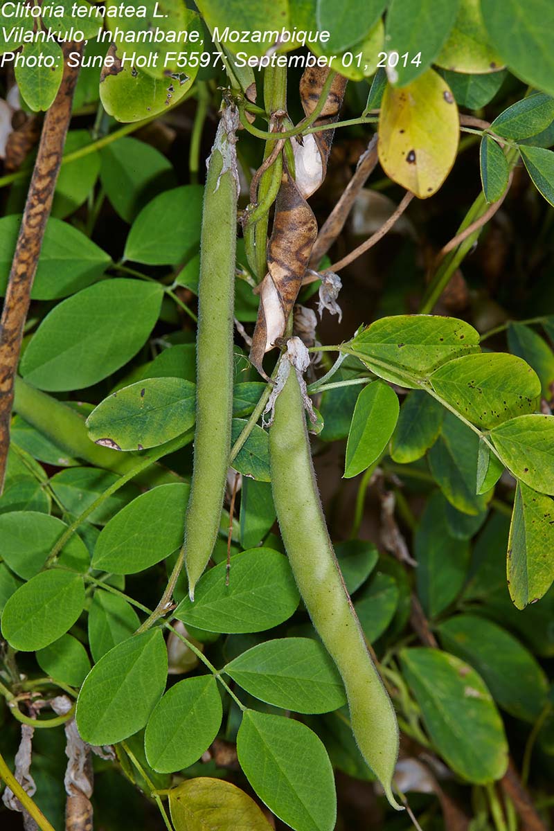 Clitoria ternatea Clitoria ternatea