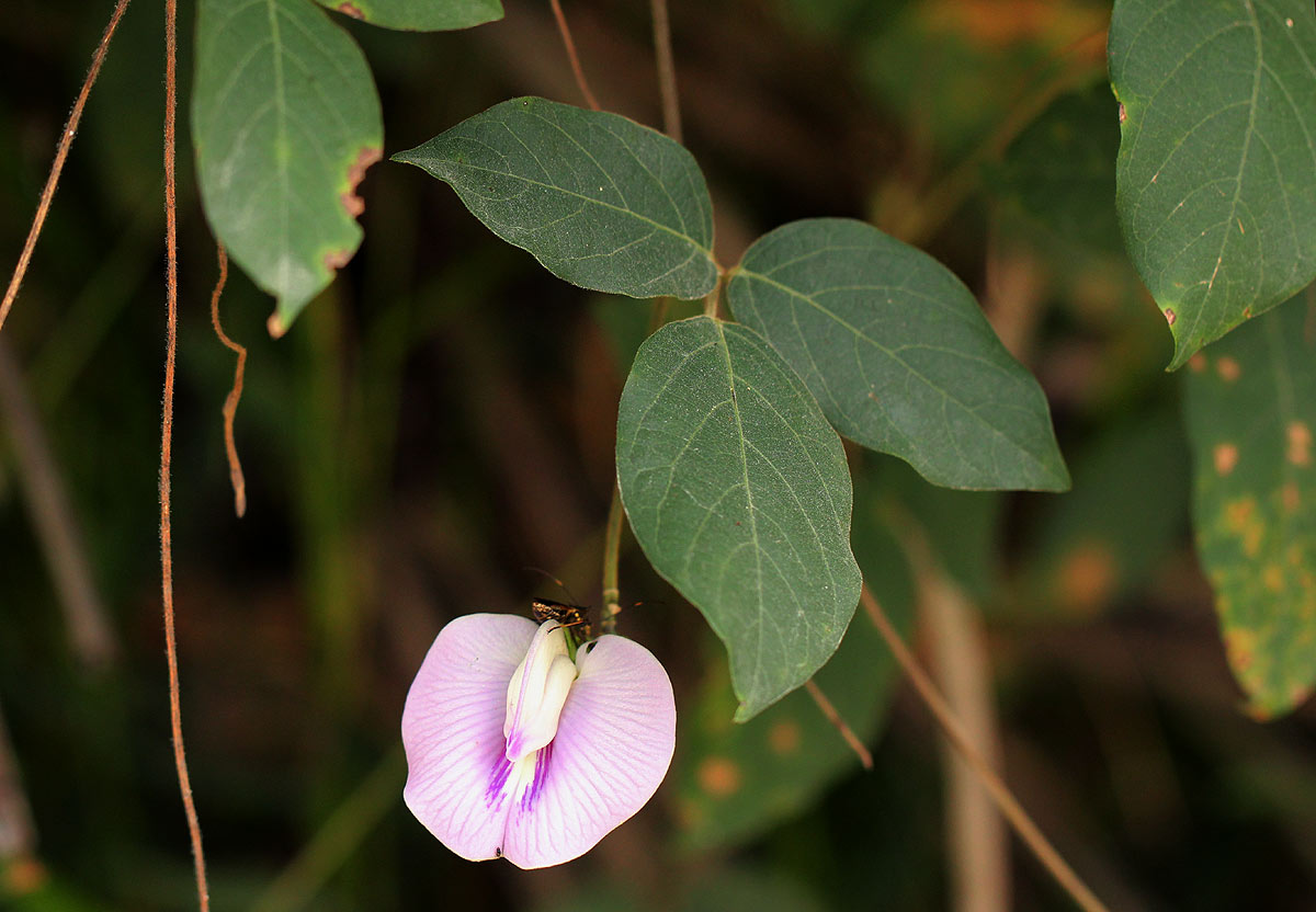 Centrosema pubescens Centrosema pubescens