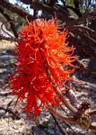 Erythrina abyssinica
