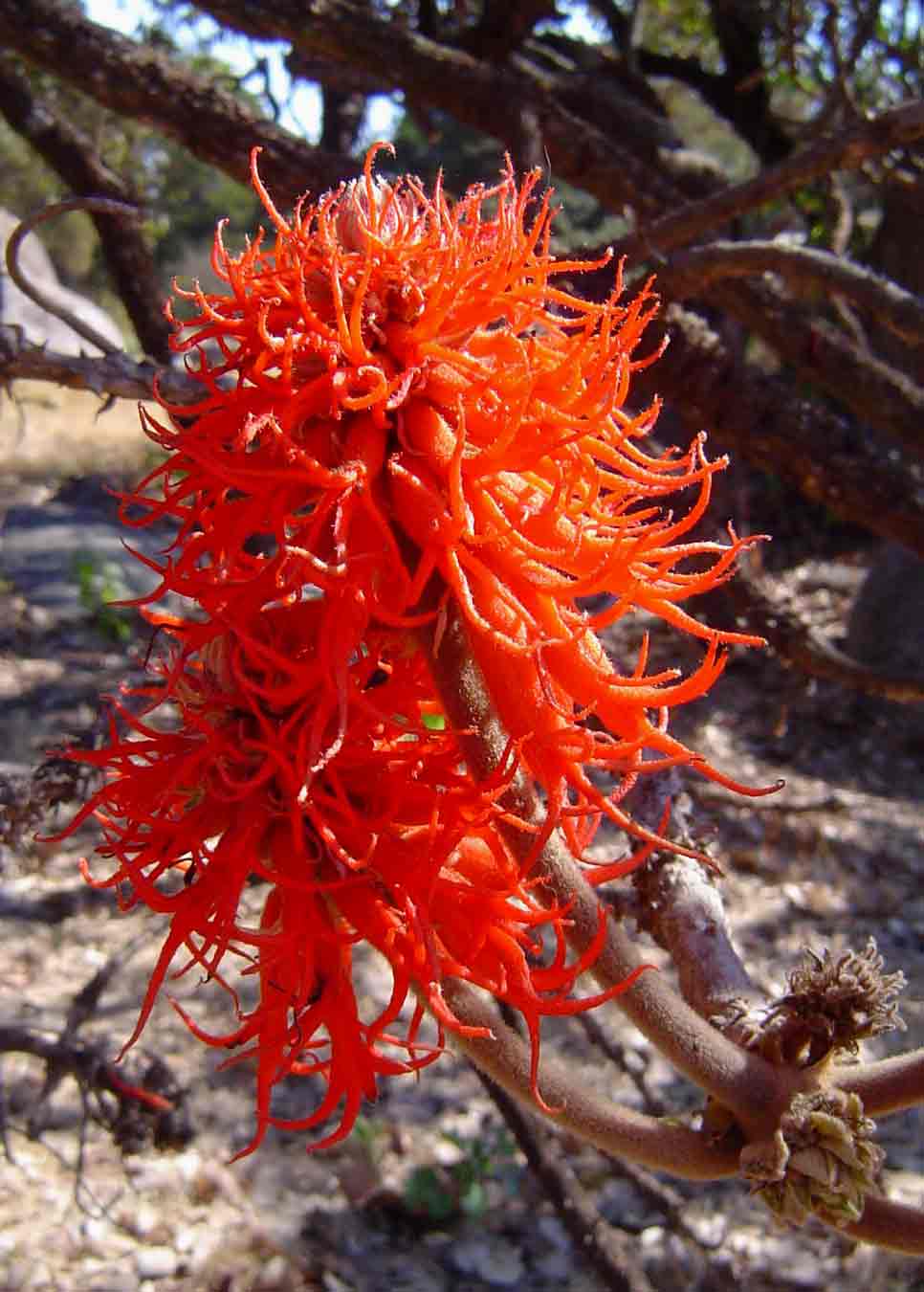 Erythrina abyssinica Erythrina abyssinica