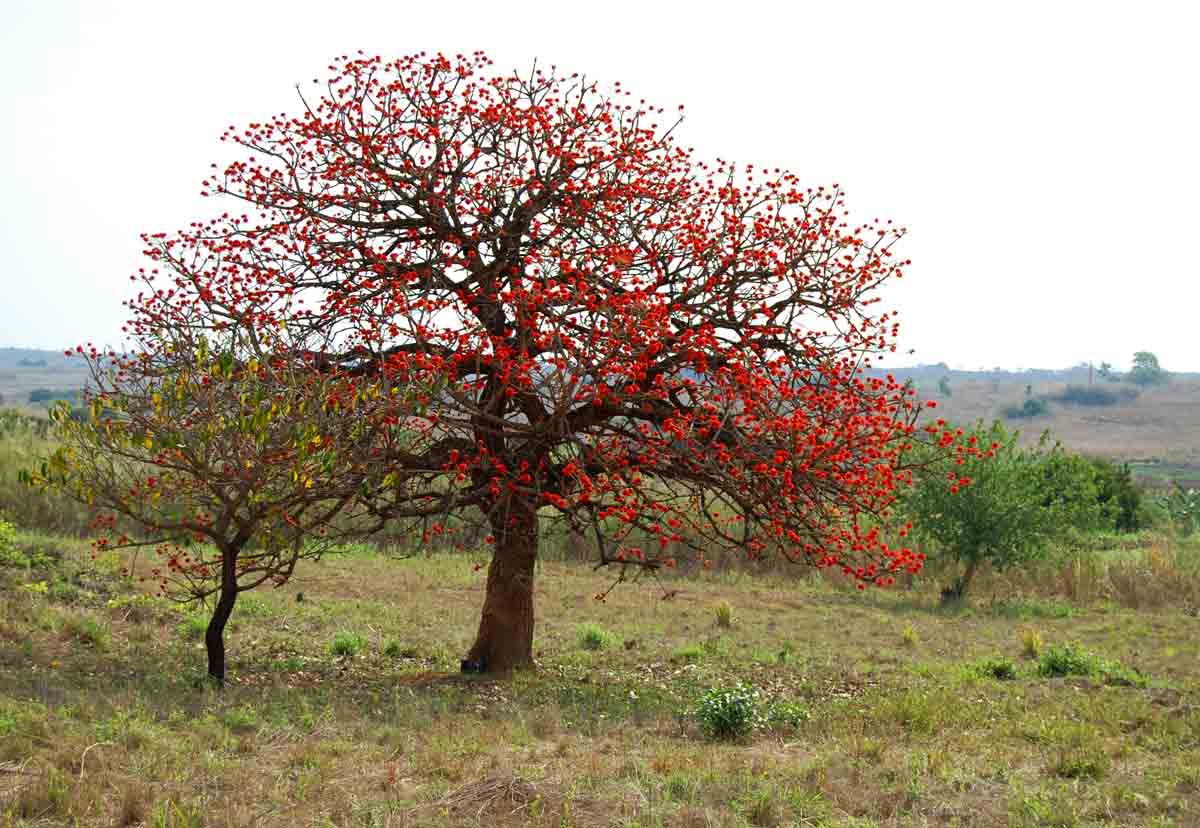 Erythrina abyssinica Erythrina abyssinica