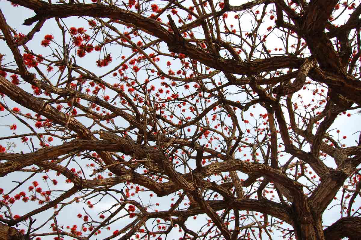 Erythrina abyssinica Erythrina abyssinica